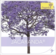 Jacaranda